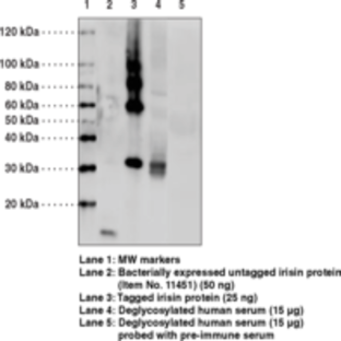 Irisin Polyclonal Antibody