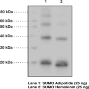 SUMO Polyclonal Antibody