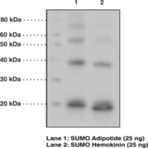 SUMO Polyclonal Antibody