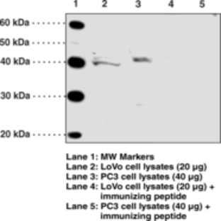 GPR120 (Internal) Polyclonal Antibody