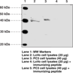 GPR120 (Internal) Polyclonal Antibody