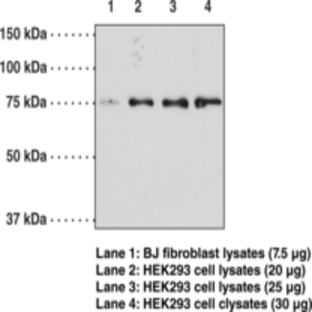 Optineurin (C-Term) Polyclonal Antibody