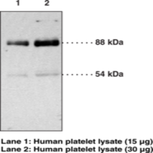 CD36 Polyclonal Antibody