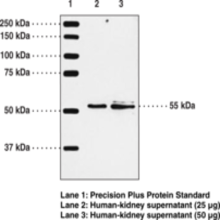 BLT1 Receptor Polyclonal Antiserum