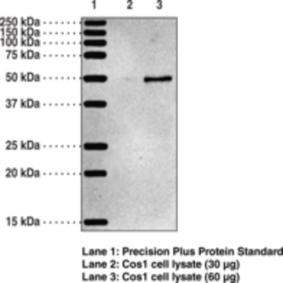 5-OxoETE Receptor Polyclonal Antibody