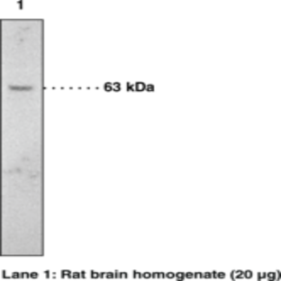 Fatty Acid Amide Hydrolase Polyclonal Antibody