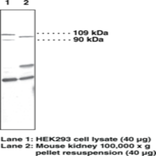 PGC-1 Polyclonal Antibody, 101707 from Cayman Chemical Company | Biosave