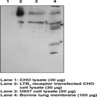 BLT1 Receptor Polyclonal Antibody