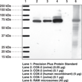 COX-2 (mouse) Polyclonal Antiserum