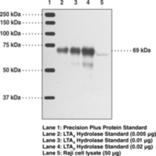 Leukotriene A4 Hydrolase Polyclonal Antibody