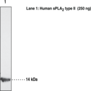 sPLA2 (human Type IIA) Monoclonal Antibody (Clone SCACC353)