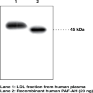 PAF Acetylhydrolase (human) Polyclonal Antibody