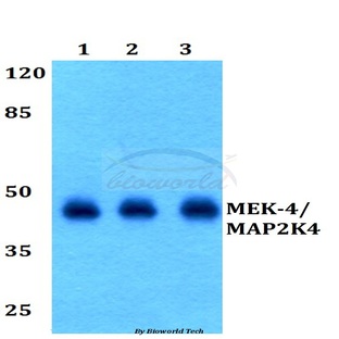 MEK-4/ MAP2K4 (V255) pAb