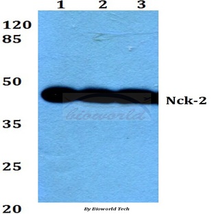 Nck-2 (I364) pAb