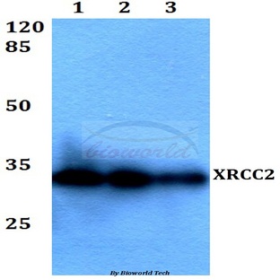 XRCC2 (F240) pAb