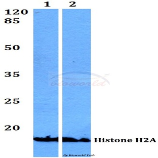 Histone H2A (A2) pAb