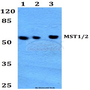 MST1/2 (M178) pAb