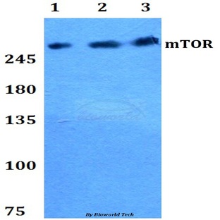 mTOR (P2476) pAb