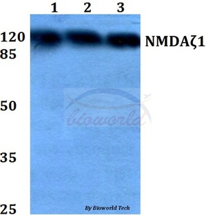 NMDA?1 (S885) pAb