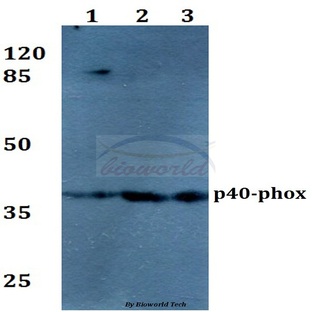 p40-phox (R149) pAb