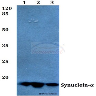 Synuclein-(alpha) (E123) pAb