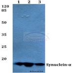 Synuclein-(alpha) (E123) pAb