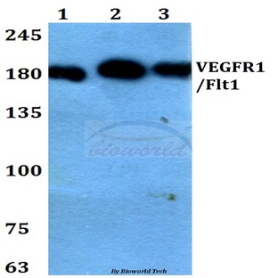 VEGFR1/Flt1 (Y1327) pAb