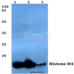 Histone H4 (V43) pAb