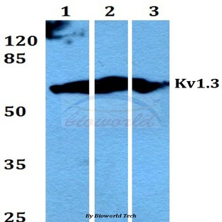 Kv1.3 (E131) pAb