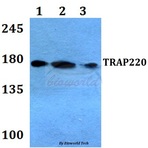 TRAP220 (S1451) pAb