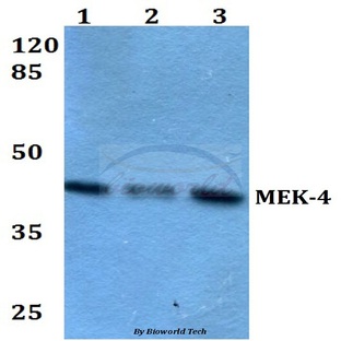 MEK-4/ MAP2K4 (Q253) pAb