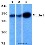 Mucin 1 (S1239) pAb