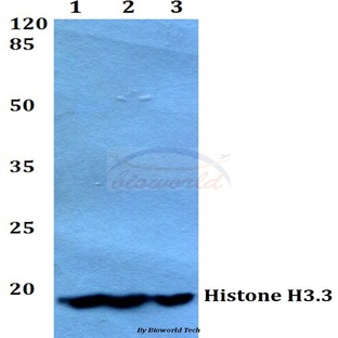 Histone H3.3 (K27) pAb