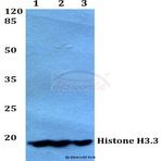 Histone H3.3 (K27) pAb