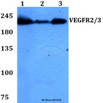 VEGFR2/3 (A1050) pAb