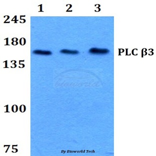 PLC (beta)3 (L532) pAb