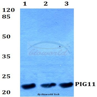 PIG11 (P93) pAb