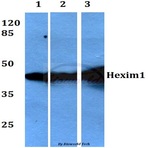 Hexim1 (Q215) pAb