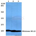 Histone H1.0 (R94) pAb