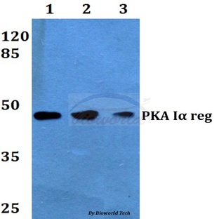 PKA I(alpha) reg (Q304) pAb 