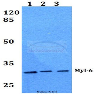 Myf-6 (R150) pAb