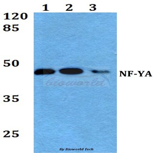 NF-YA (K290) pAb