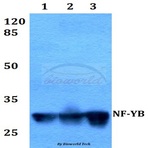 NF-YB (Q30) pAb