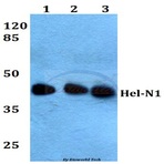 Hel-N1 (N86) pAb