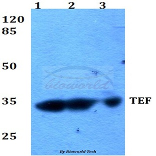 TEF (K224) pAb