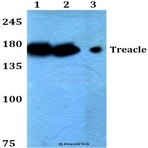 Treacle (Q55) pAb