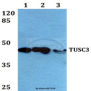 TUSC3 (H153) pAb