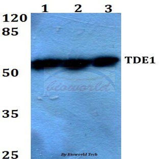 TDE1 (R392) pAb