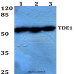 TDE1 (R392) pAb