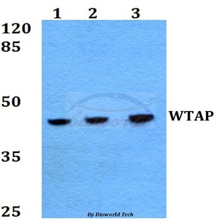 WTAP (H351) pAb